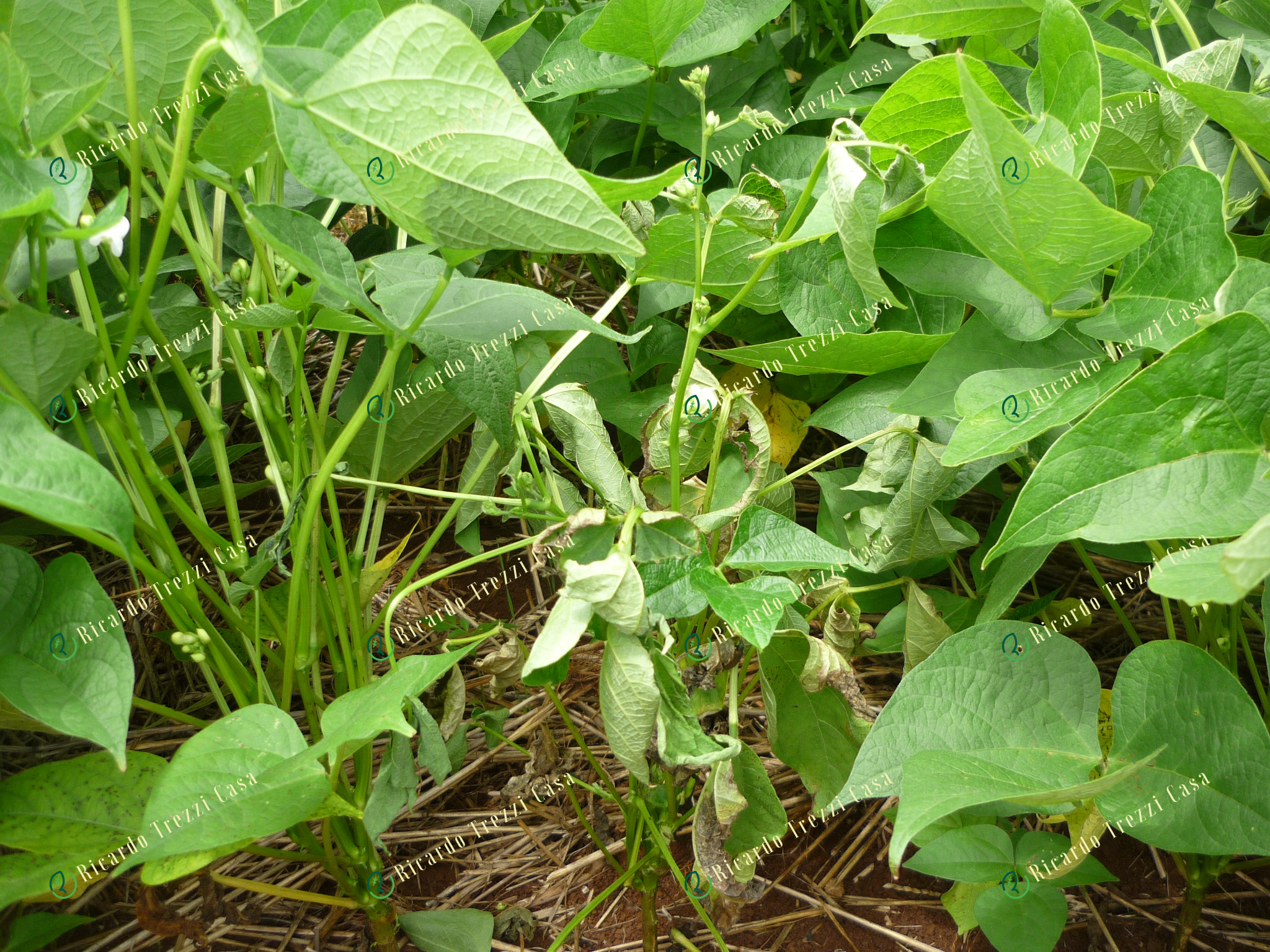 Murcha de fusarium